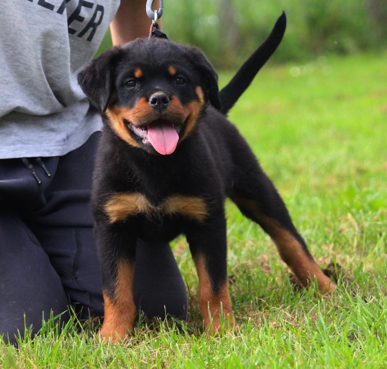 Rottweiler - Lectro Squad