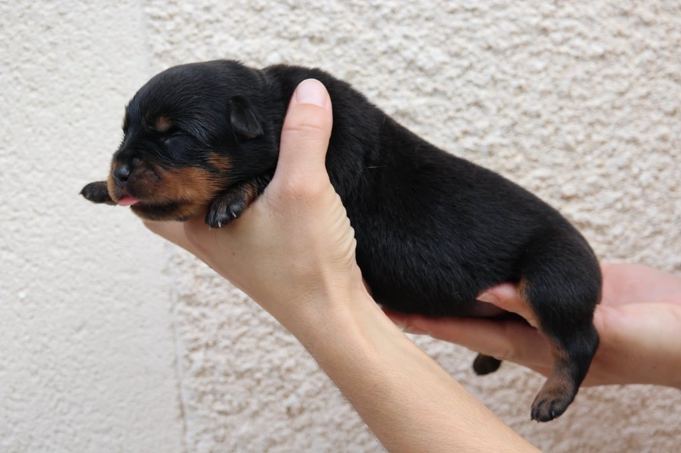 Bentley