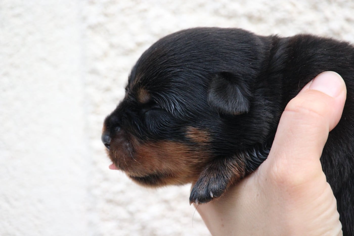 Bentley