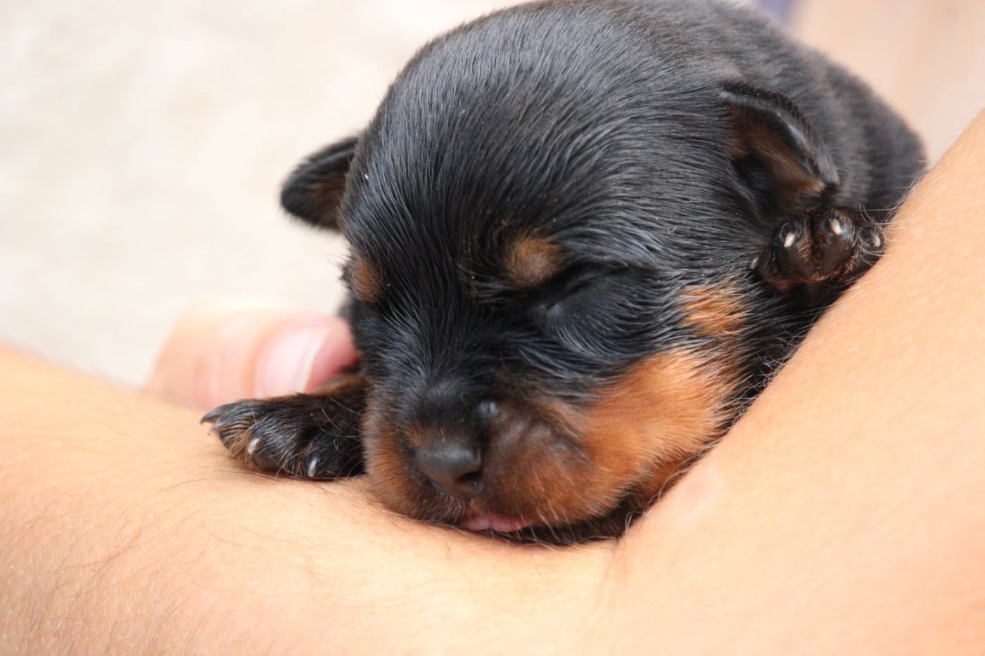 Bentley