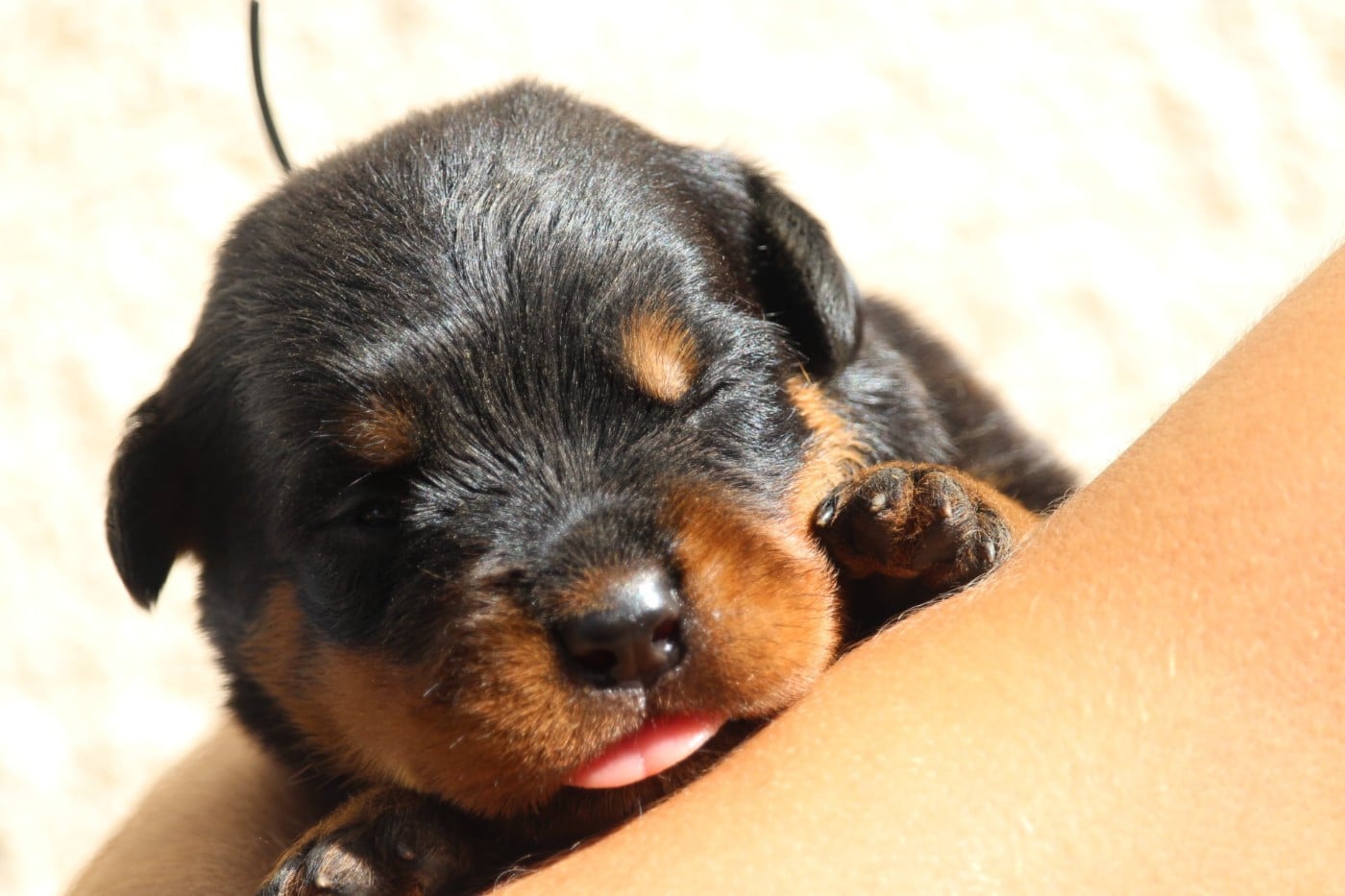 Rottweiler - Lectro Squad