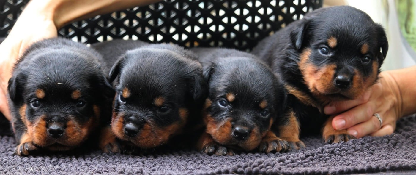 Rottweiler - Lectro Squad