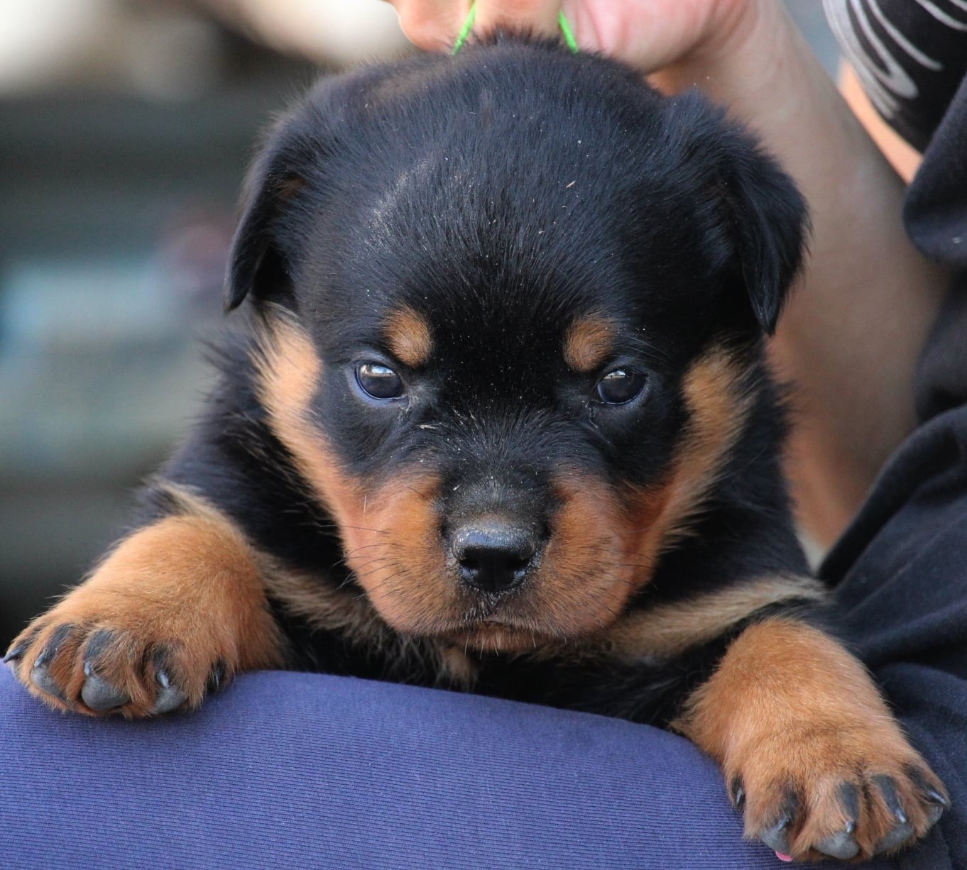 Bentley