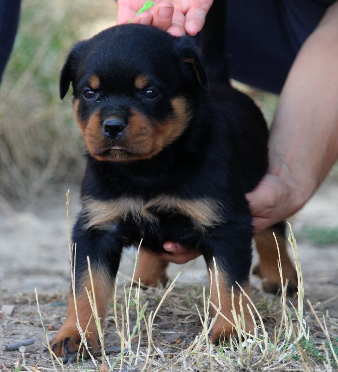 Bentley