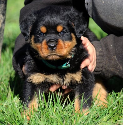 Les chiots de Rottweiler