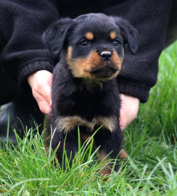 Les chiots de Rottweiler