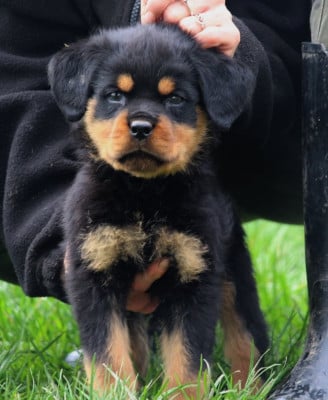 Les chiots de Rottweiler