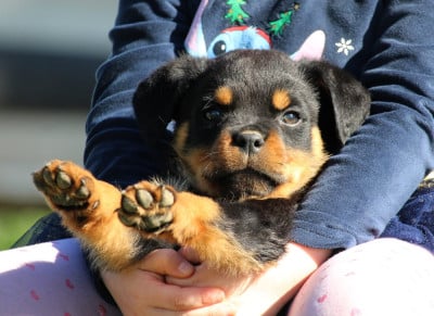 Les chiots de Rottweiler