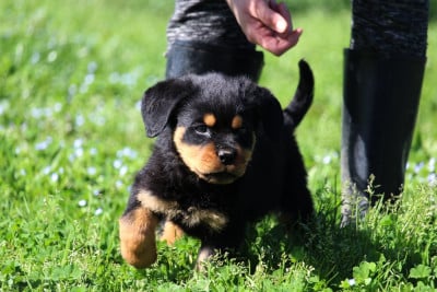 Rottweiler