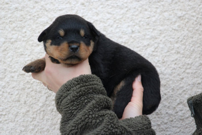 Les chiots de Rottweiler