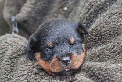 Les chiots de Rottweiler