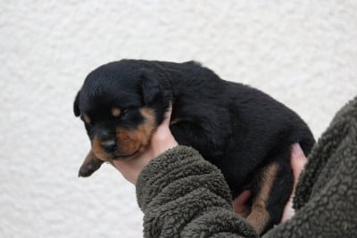Les chiots de Rottweiler