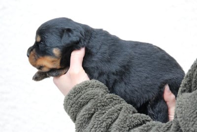 Les chiots de Rottweiler