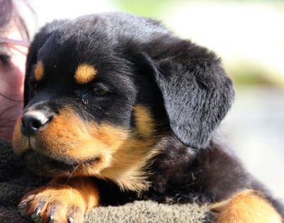 Les chiots de Rottweiler