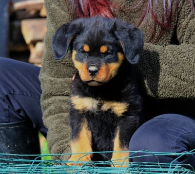 Les chiots de Rottweiler