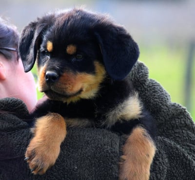 Les chiots de Rottweiler