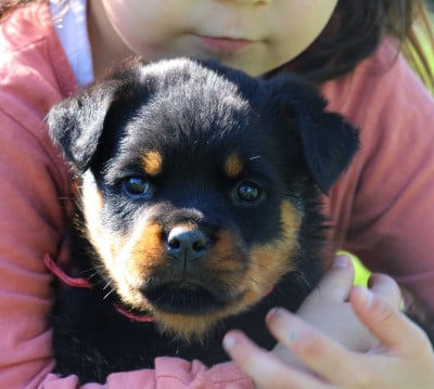 Les chiots de Rottweiler