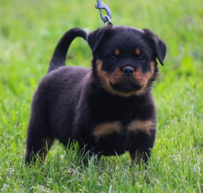 Les chiots de Rottweiler