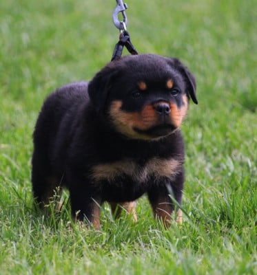 Les chiots de Rottweiler