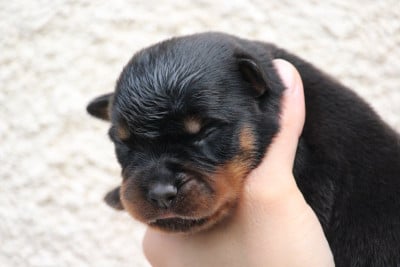 Les chiots de Rottweiler