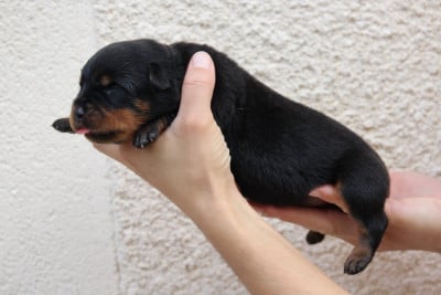 Les chiots de Rottweiler