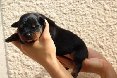 Les chiots de Rottweiler
