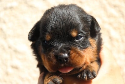 Les chiots de Rottweiler
