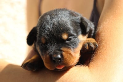 Les chiots de Rottweiler
