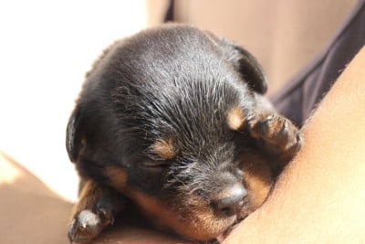 Les chiots de Rottweiler