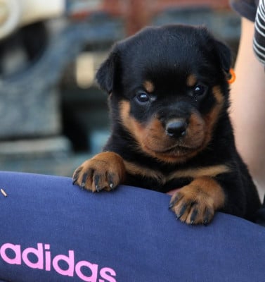 Les chiots de Rottweiler