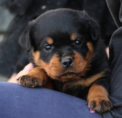 Les chiots de Rottweiler