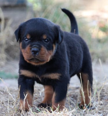 Les chiots de Rottweiler