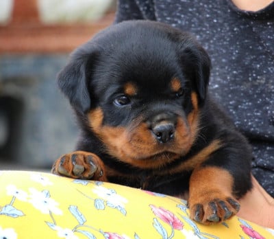 Les chiots de Rottweiler