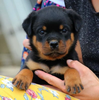 Les chiots de Rottweiler