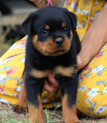 Les chiots de Rottweiler