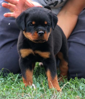 Les chiots de Rottweiler