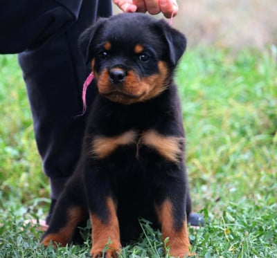 Les chiots de Rottweiler