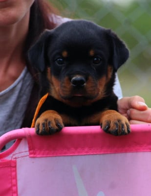 Les chiots de Rottweiler