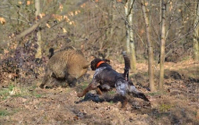 Étalon Petit Epagneul de Münster - Nougat Des Terriers De La Sauldraie