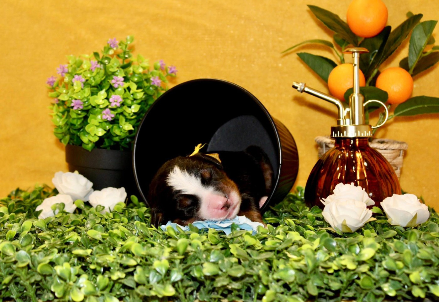 Monsieur jaune - Bouvier Bernois