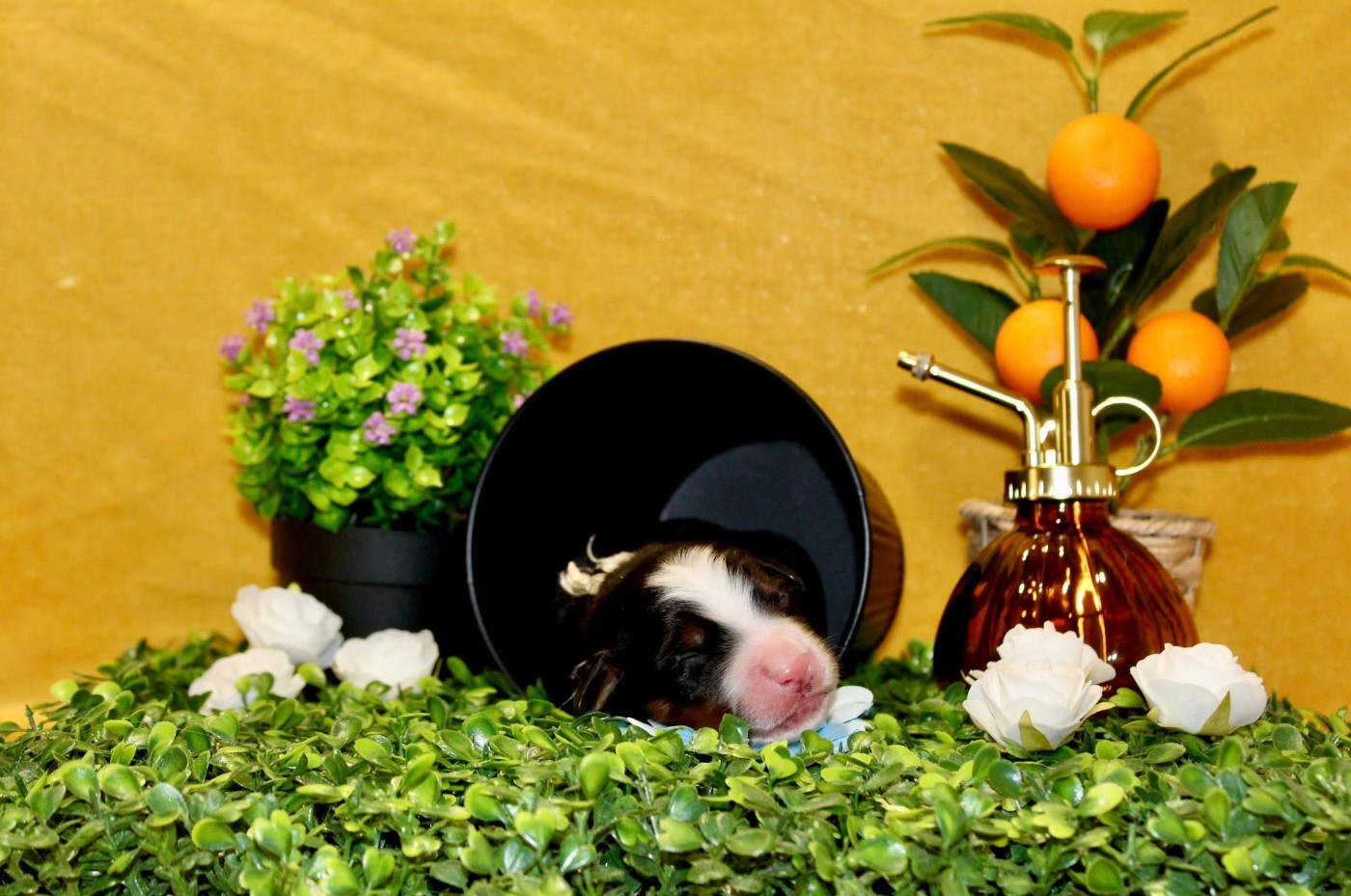 Monsieur blanc - Bouvier Bernois