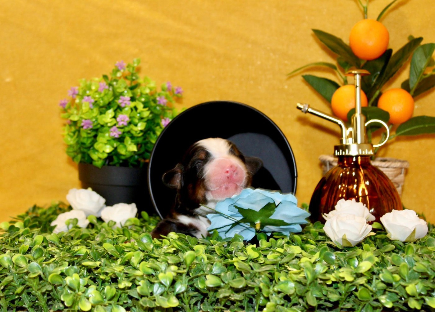 Monsieur noir - Bouvier Bernois