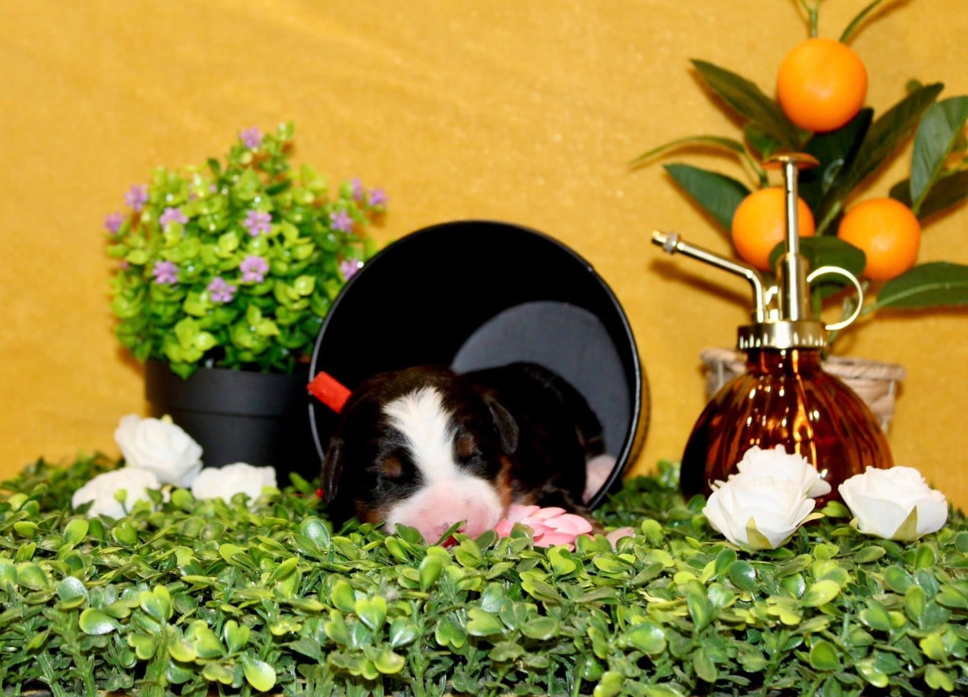 Mademoiselle rouge - Bouvier Bernois