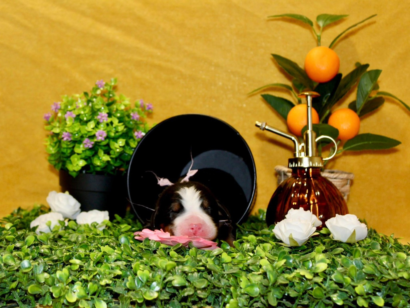 Mademoiselle violette - Bouvier Bernois