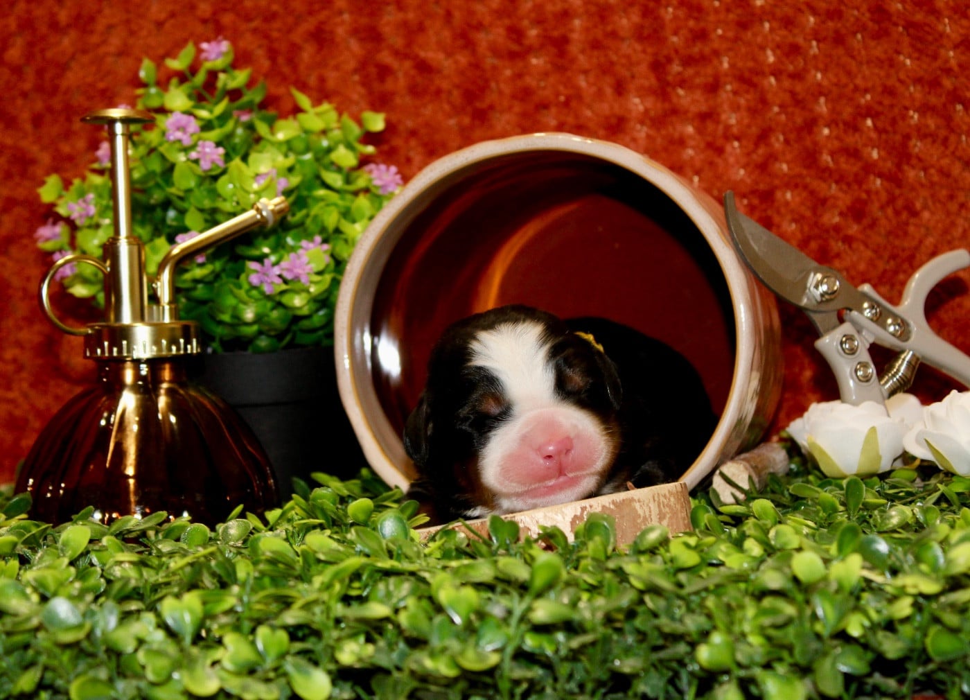 Monsieur jaune - Bouvier Bernois