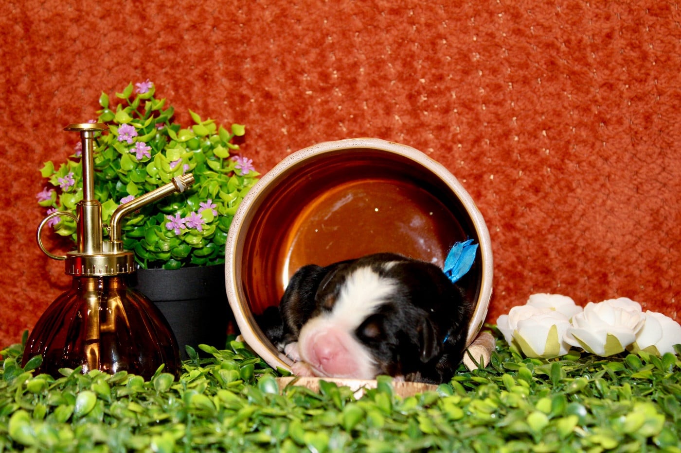 Monsieur bleu - Bouvier Bernois