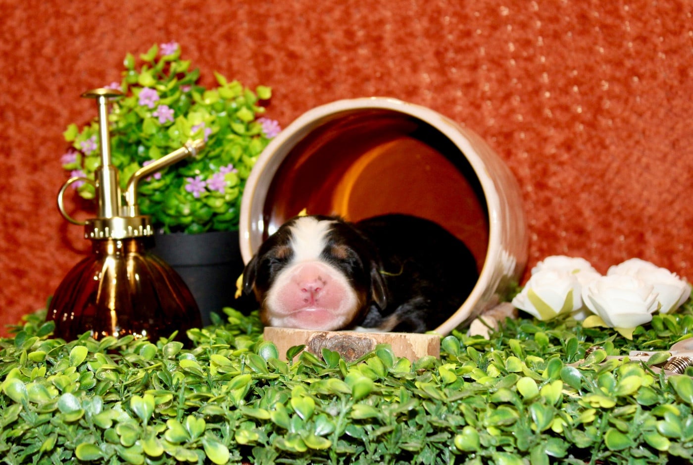 Mademoiselle jaune - Bouvier Bernois