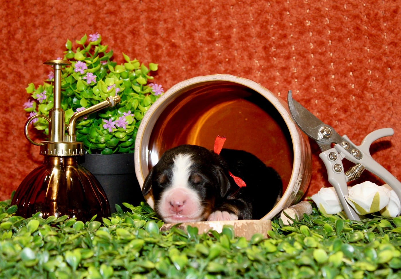 Mademoiselle rouge - Bouvier Bernois