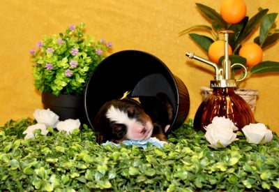 Les chiots de Bouvier Bernois