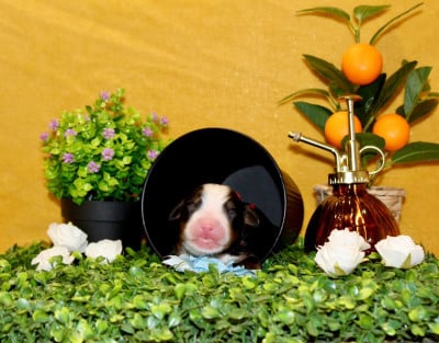 Les chiots de Bouvier Bernois